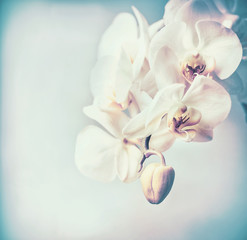 Close up of white orchids flowers at pastel blue background , copy space