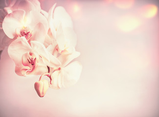 Plakat Beauty orchids flowers at pink pale background with bokeh