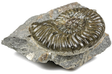 fossil Ludwigia cf Cosmia ammonite from Skye/ United Kingdom