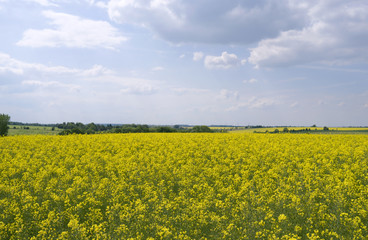 Altkirchen / Germany: View over a flowering rape field in Eastern Thuringia