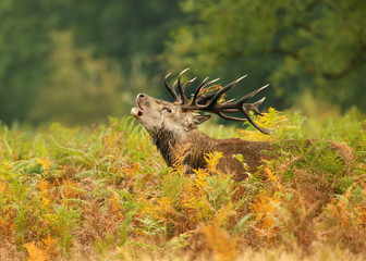Close up of a Red deer roaring during rut