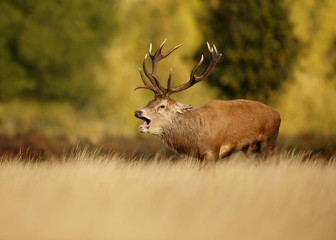 Naklejka na ściany i meble Red deer stag bellowing in the meadow