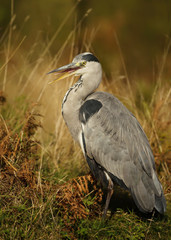 Close-up of a grey heron