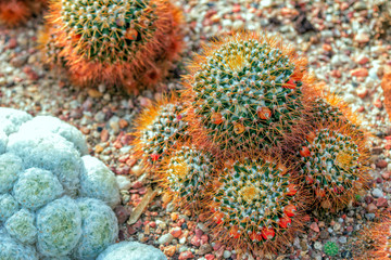 Obraz na płótnie Canvas Mammillaria nivosa cactus with long bronze color sikes and red fruits growing in a rocky soil