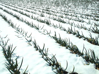 雪のネギ畑