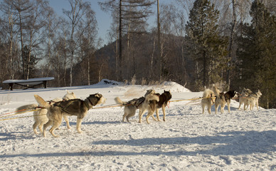 Fototapeta premium Sled dogs in the winter landscape