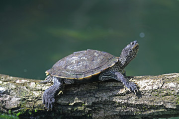 Wasser-Schildkröte