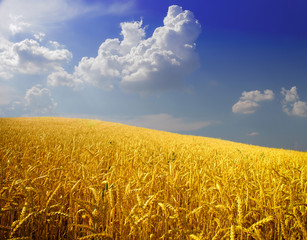 Naklejka premium Wheat field against a blue sky