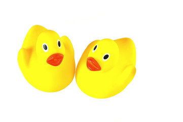 Yellow rubber duck on White Background