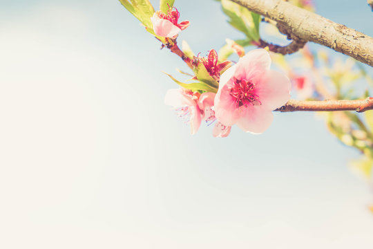 Peach tree blossom