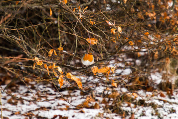Robin Redbreast 2