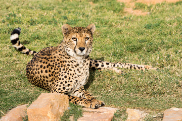 Cheetah in natural habitat