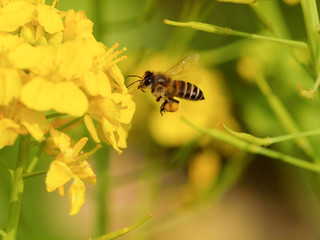 菜の花にミツバチ