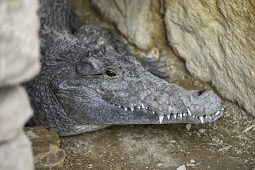 crocodile head between rocks