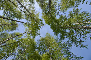birches leaves over blue sky