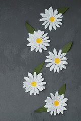 White Chamomiles made of Paper. Dark Grey Background. Vertical Image Spring, Summer. Copy Space.