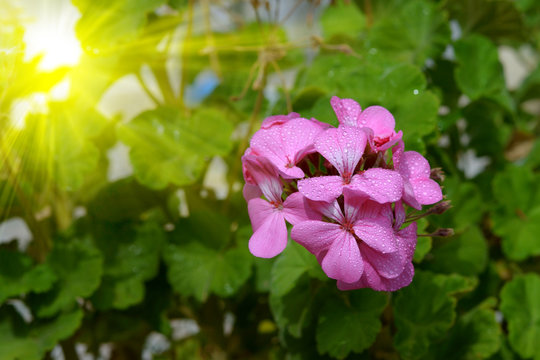 Geranium flower with droplets of dew
  
 