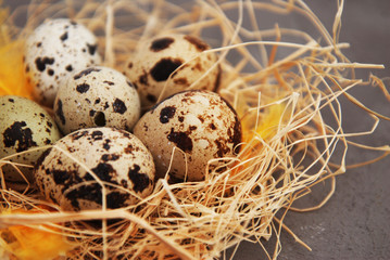 Easter Greeting. Spring Time. Quail Eggs in a Rustic Nest with Yellow Feathers. Close-up.