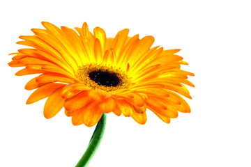 Multicolored orange and yellow gerbera on white background
