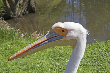 Kopf eines Pelikans