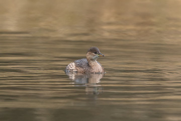 zwergtaucher jungvogel