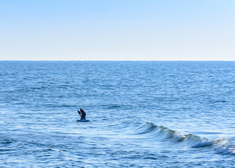 The seagull flies off the coast of the Black Sea