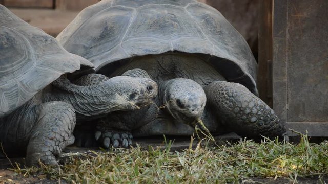 Gal&aacute;pagos giant tortoise or Gal&aacute;pagos tortoise attacking - Chelonoidis nigra