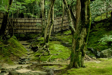 Mossy garden