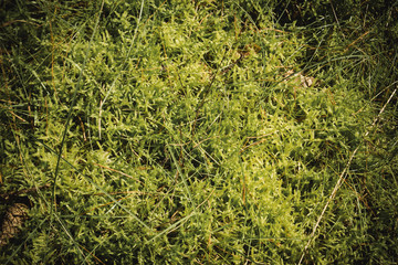 Background of moss in the forest.