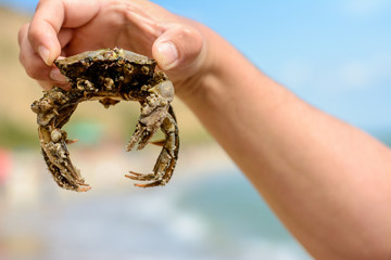 A man holds in the hands of a wonderful great crab
