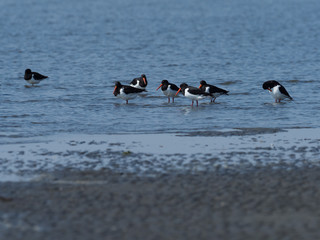 浜辺に群れるミヤコドリ