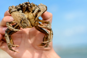 A man holds in the hands of a wonderful great crab