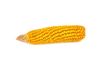 corn isolated on white background