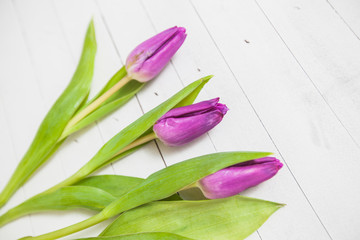 Fototapeta premium Tulips Flower Greeting