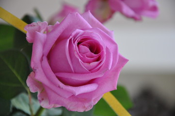 Sehr schöne Rose