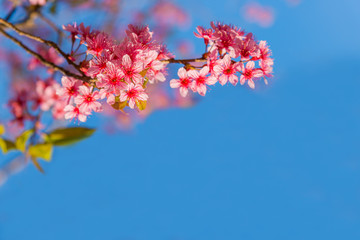 Beautiful Wild Himalayan Cherry, Prunus Cerasoides or pink cherry blossom flower and blue sky space for text background