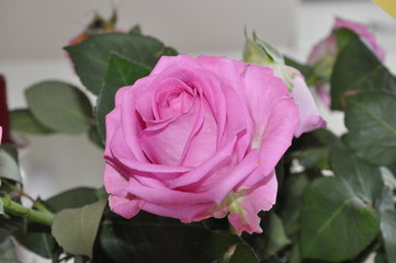 Sehr schöne rosa Rose