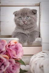 Fototapeta na wymiar Portrait of a gray Scottish kitten with blue eyes.
