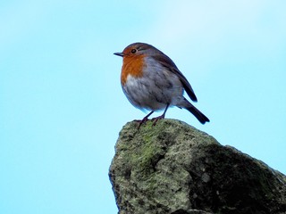Robin 
