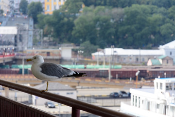 A beautiful seagull sits on the railways of the Odessa Sea Terminal