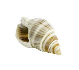 Conch shall isolated on white