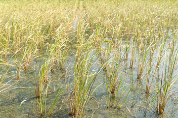 Rice fields in the tropic