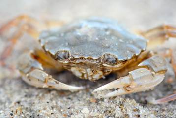 Funny crab sitting on sea foam and sand natural background. Big cute crab close up. Sea animals.