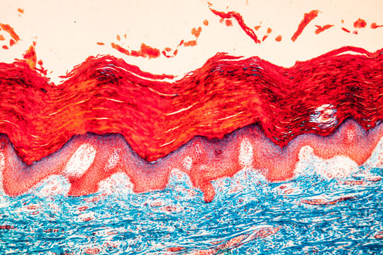 Haut Gewebe unter dem Mikroskop 100x