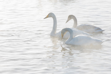 Beautiful white whooping swans swimming in the nonfreezing winter lake. The place of wintering of swans, Altay, Siberia, Russia.