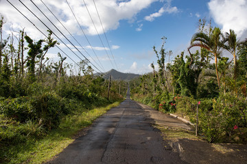Road trip through the lush forest of Dominica