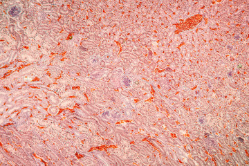 Niere Gewebe unter dem Mikroskop 100x