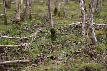 junger birken wald in norddeutschland im frühling