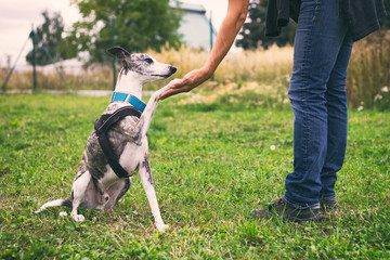 Woman holding her dog's paw in training, whippet dog during a training 