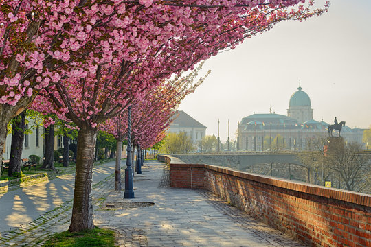 T&oacute;th &Aacute;rp&aacute;d lane, Budapest, with blossoming sakura and Royal Palace distant view
